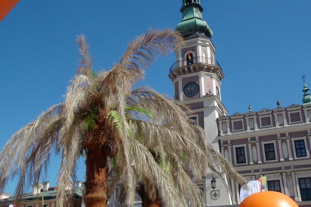 Zamość: Palmy kokosowe na Rynku Wielkim - jak Wam się podobają? [FOTO]