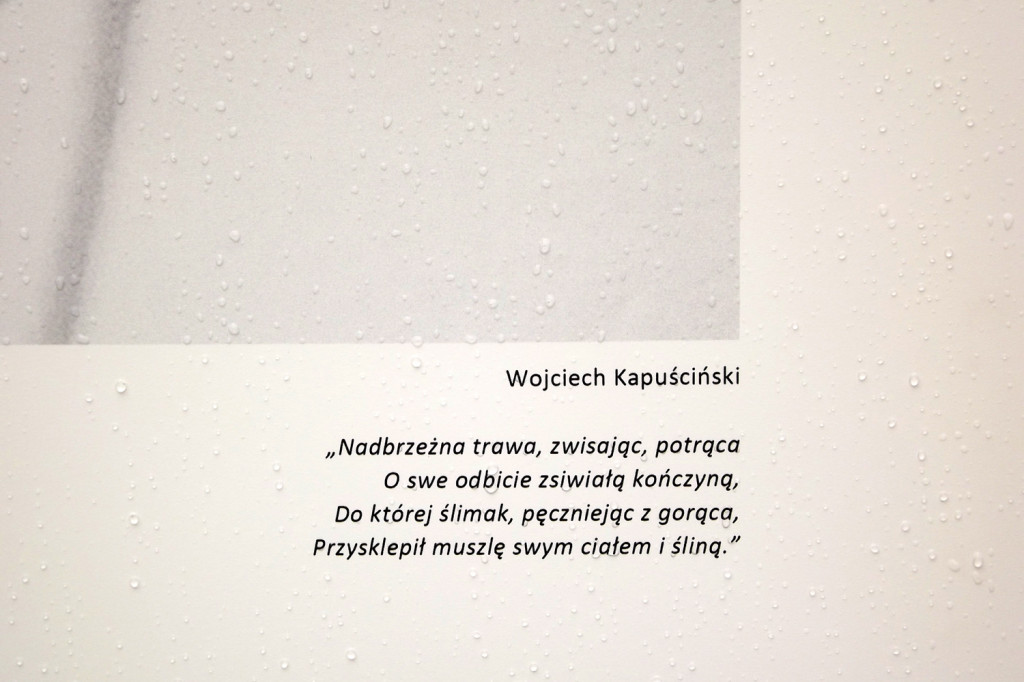 Zamość: Cechy, stany, etapy, zjawiska... czyli Wschodnia 2017 [FOTO]