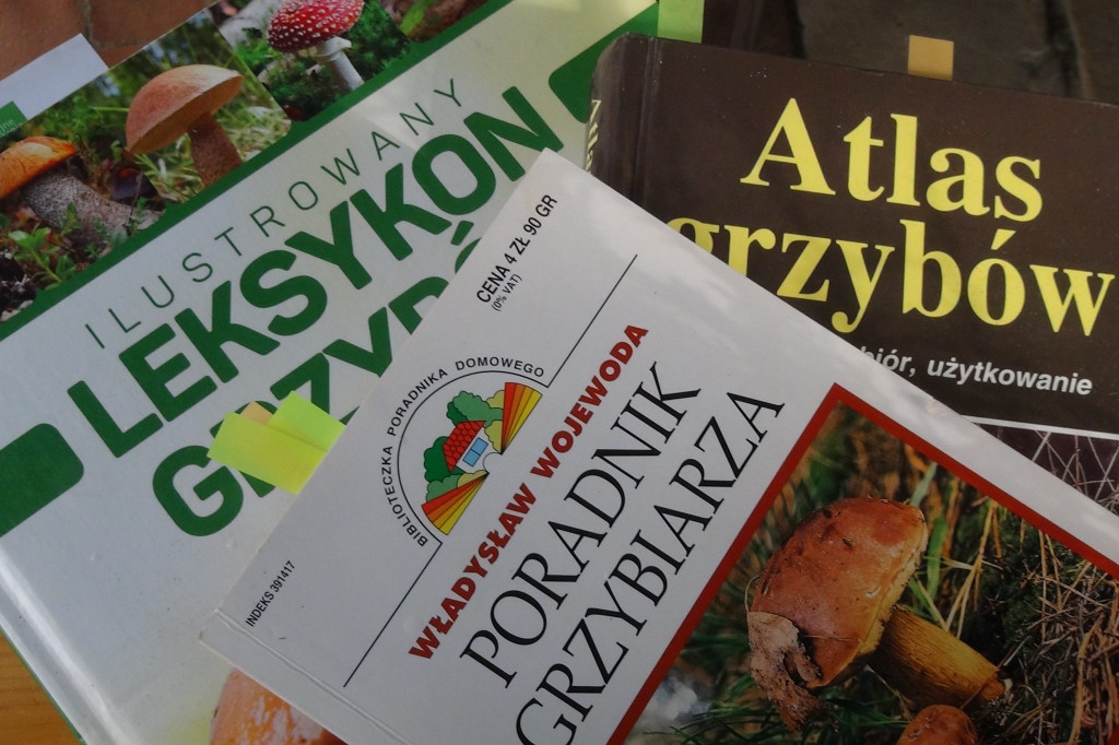 Zamość: Na grzyby!