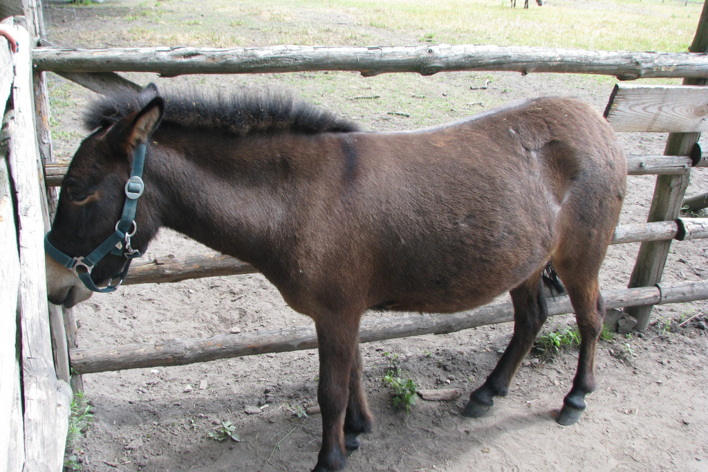 Łabuńki Pierwsze: Odwiedź Mini Zoo [FOTO]