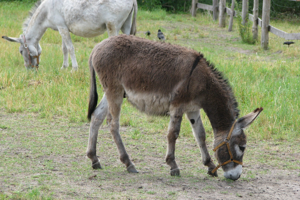 Łabuńki Pierwsze: Odwiedź Mini Zoo [FOTO]