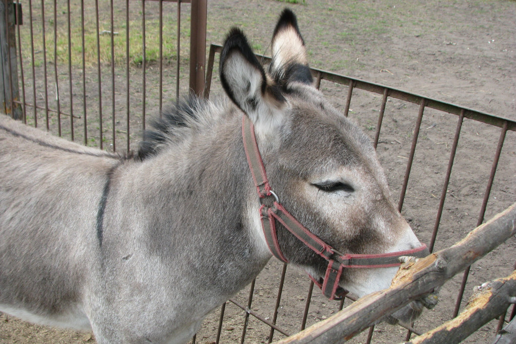 Łabuńki Pierwsze: Odwiedź Mini Zoo [FOTO]