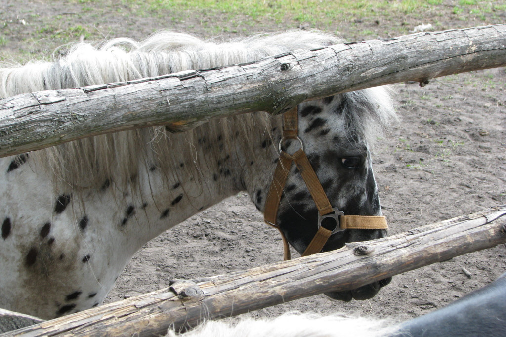Łabuńki Pierwsze: Odwiedź Mini Zoo [FOTO]