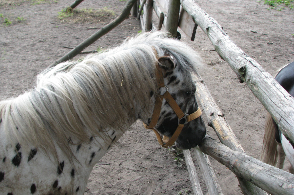 Łabuńki Pierwsze: Odwiedź Mini Zoo [FOTO]