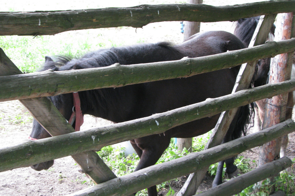 Łabuńki Pierwsze: Odwiedź Mini Zoo [FOTO]