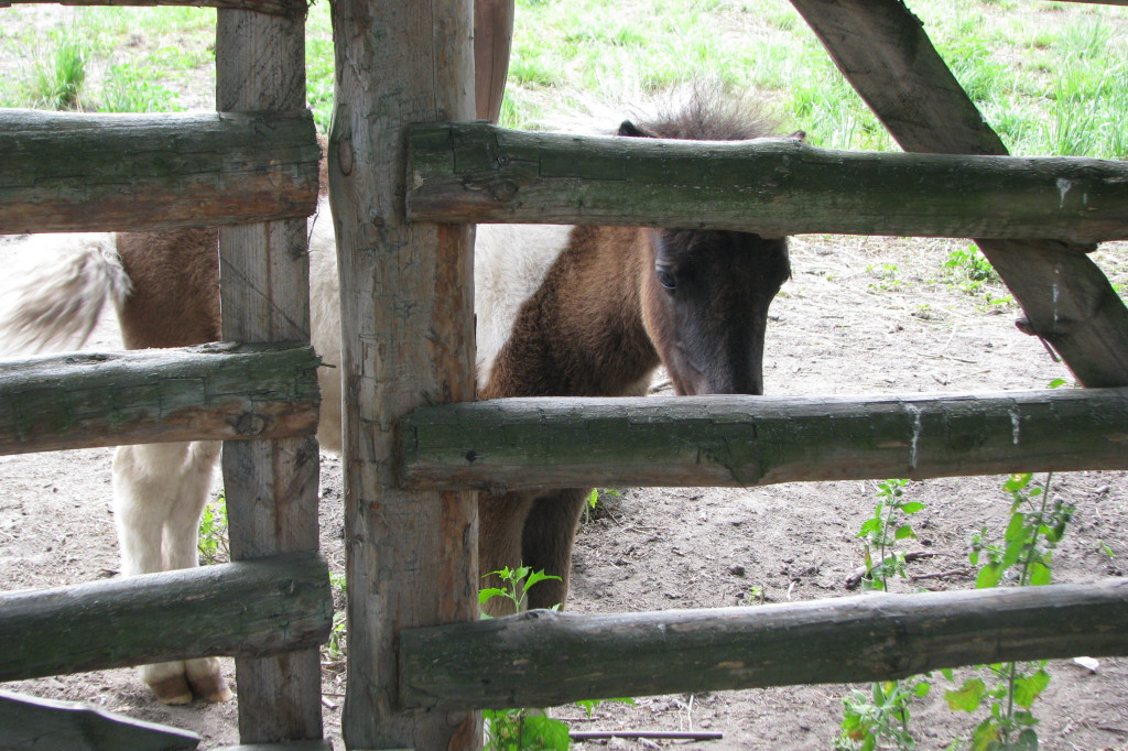 Łabuńki Pierwsze: Odwiedź Mini Zoo [FOTO]