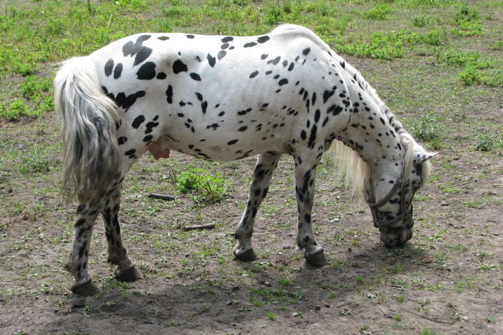 Łabuńki Pierwsze: Odwiedź Mini Zoo [FOTO]