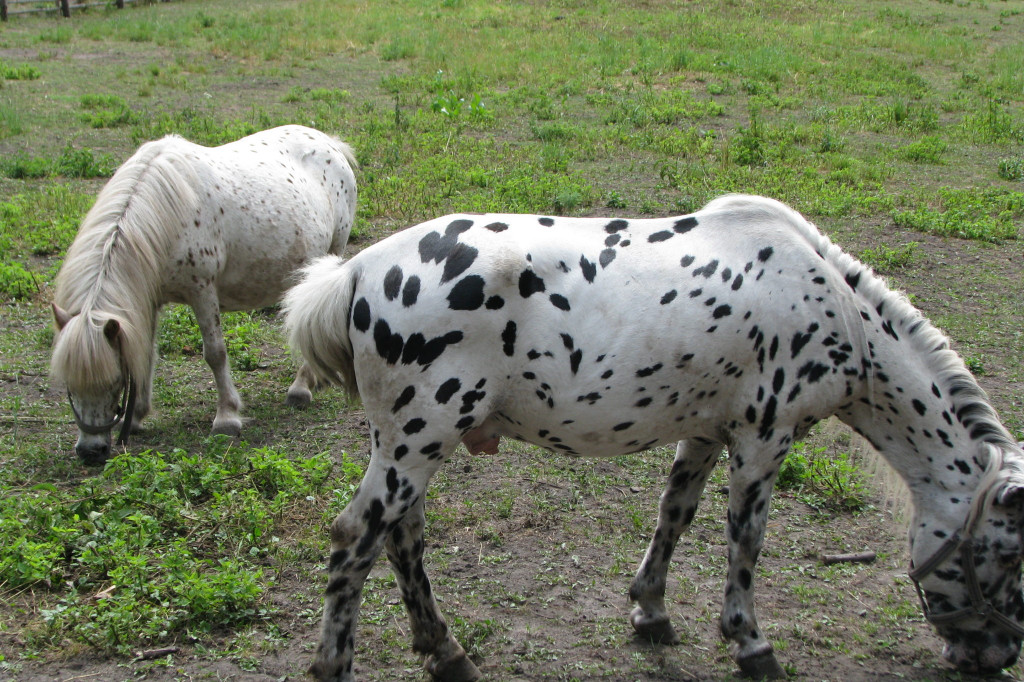 Łabuńki Pierwsze: Odwiedź Mini Zoo [FOTO]