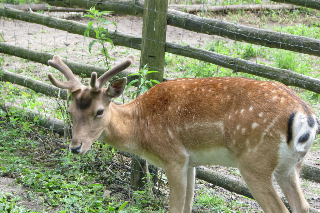 Łabuńki Pierwsze: Odwiedź Mini Zoo [FOTO]