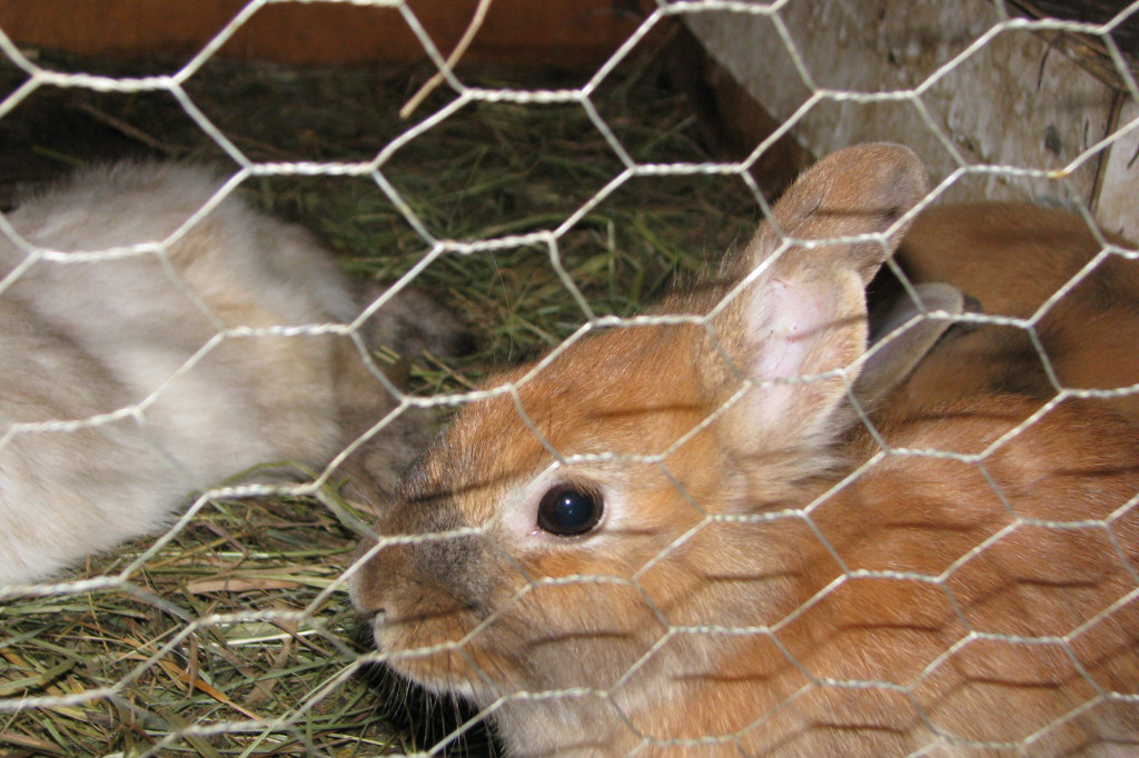 Łabuńki Pierwsze: Odwiedź Mini Zoo [FOTO]