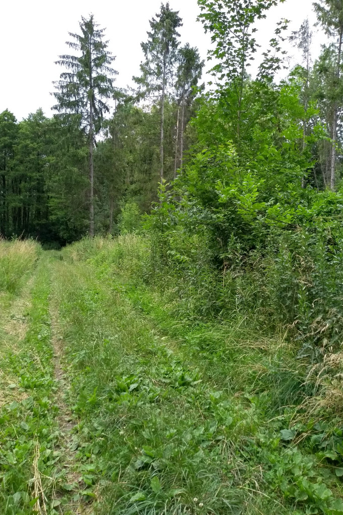 Lasy Komunalne Zamość, zaniedbana skarbnica przyrody i historii