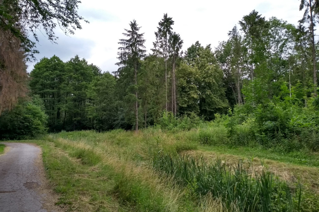 Lasy Komunalne Zamość, zaniedbana skarbnica przyrody i historii