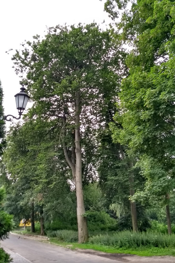 Pomniki przyrody Zamościa - dobro czy zło konieczne?