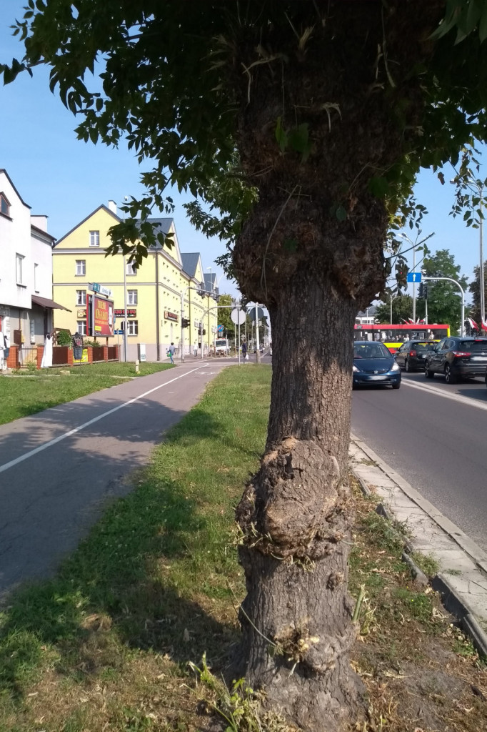 Zieleń przyuliczna Zamościa - może być piękna i praktyczna!