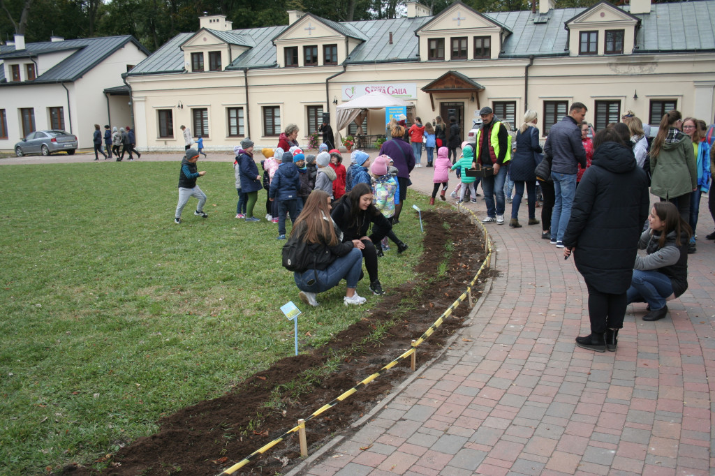 Hospicjum Santa Galla sadzi żonkile