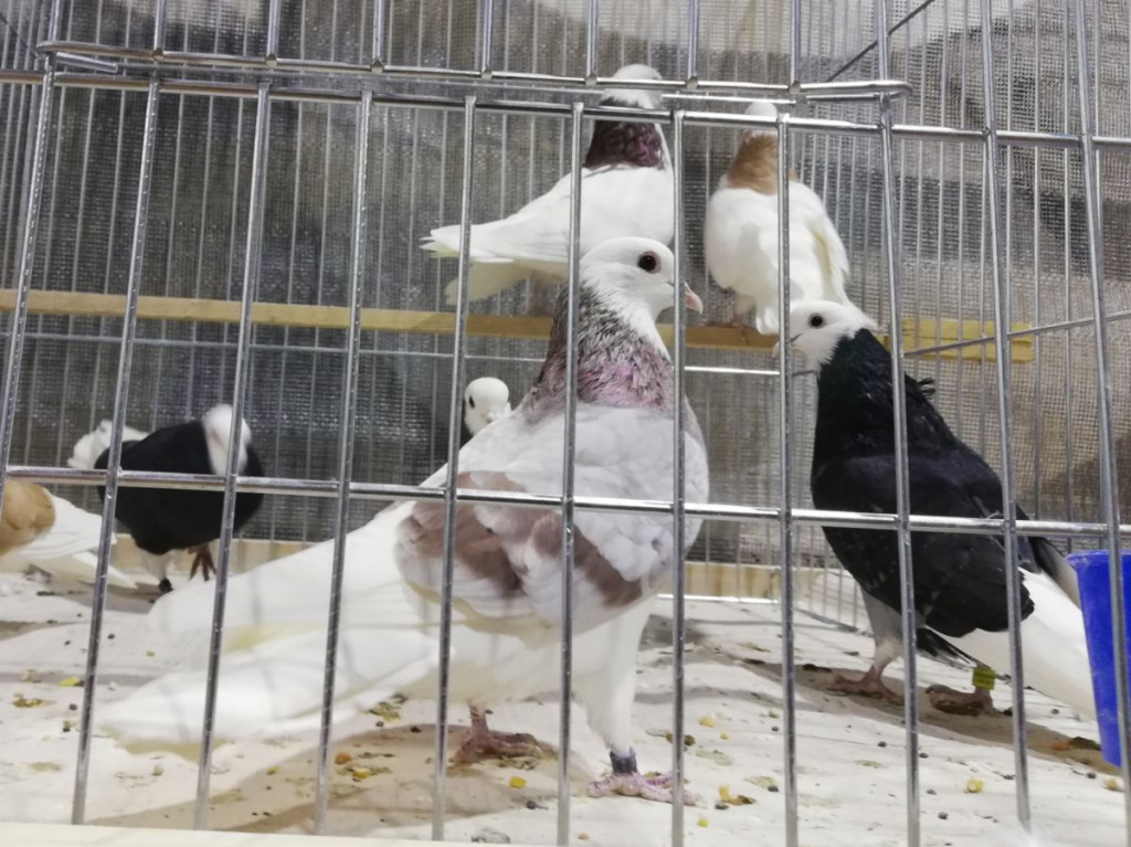 XI Wystawa Gołębi Rasowych i Drobiu Ozdobnego