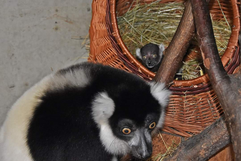 Mały lemurek w zamojskim zoo