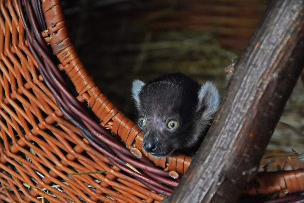 Mały lemurek w zamojskim zoo