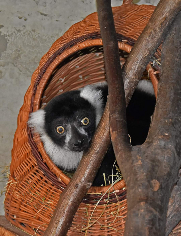 Mały lemurek w zamojskim zoo