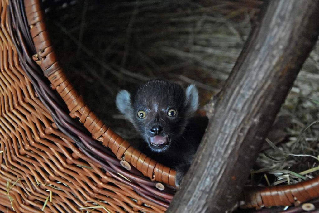Mały lemurek w zamojskim zoo