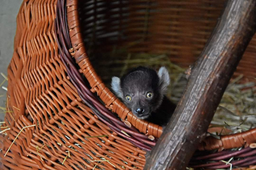 Mały lemurek w zamojskim zoo