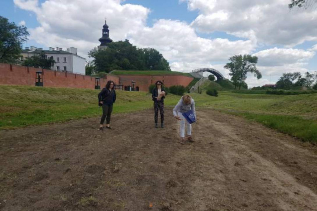 Zakładanie łąk kwietnych