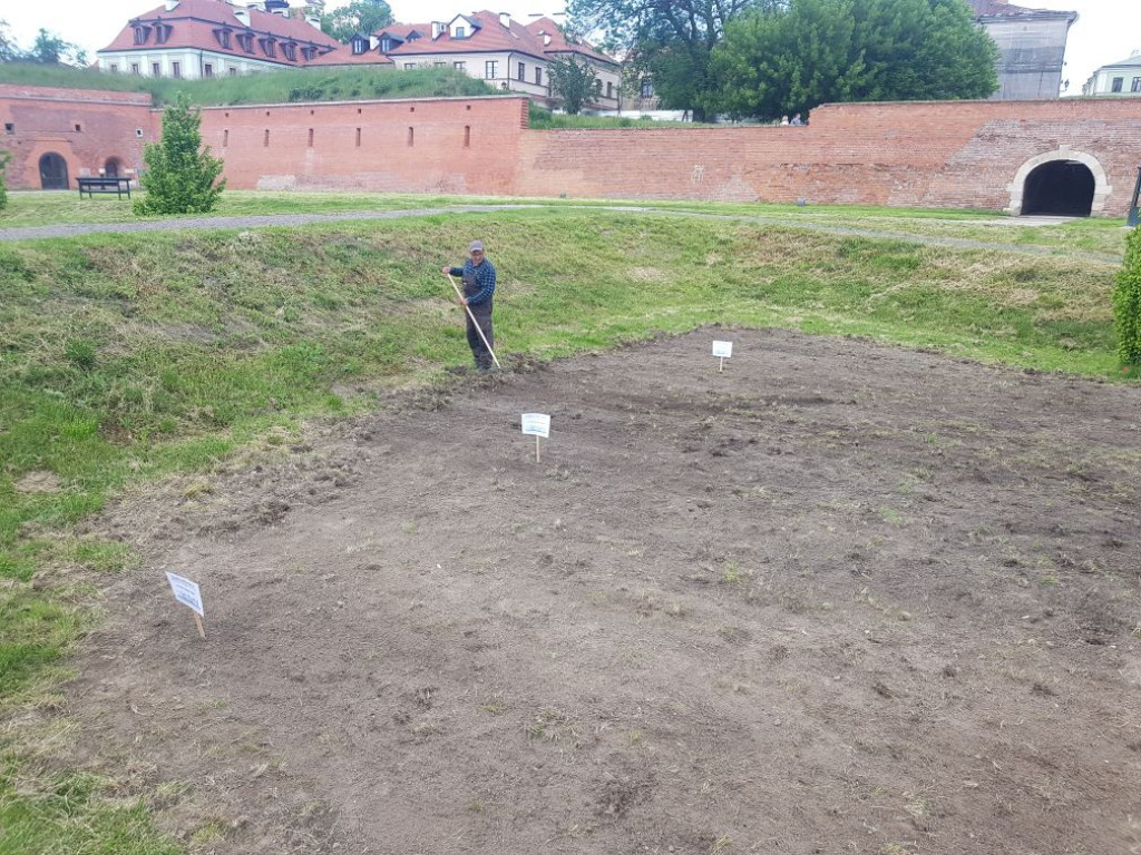 Zakładanie łąk kwietnych