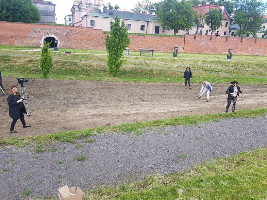 Zakładanie łąk kwietnych