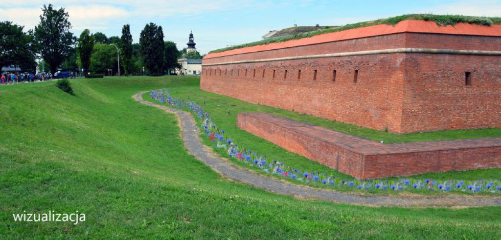 Zakładanie łąk kwietnych