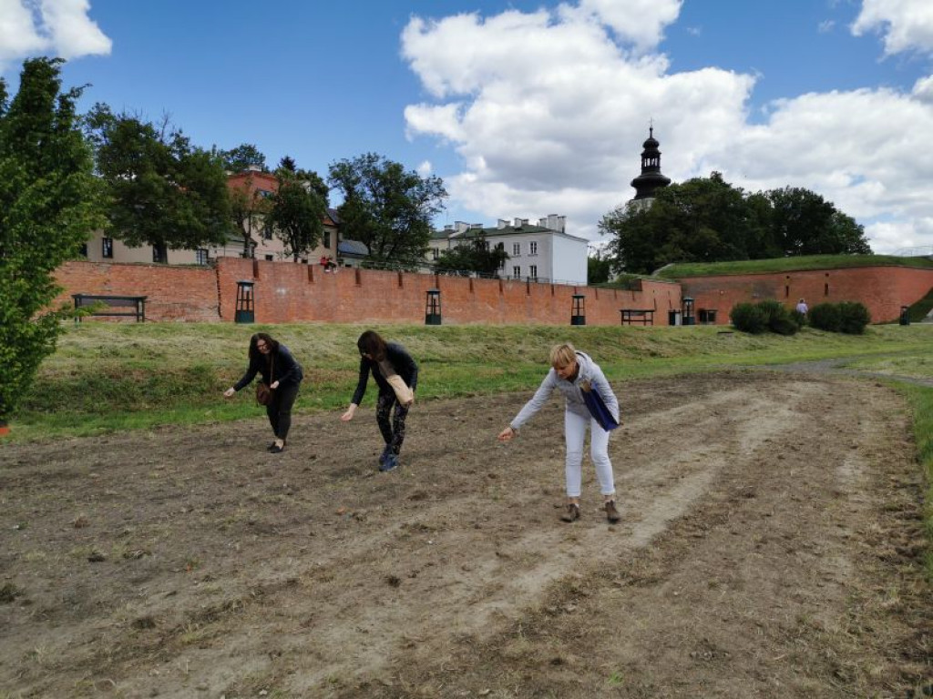 Zakładanie łąk kwietnych