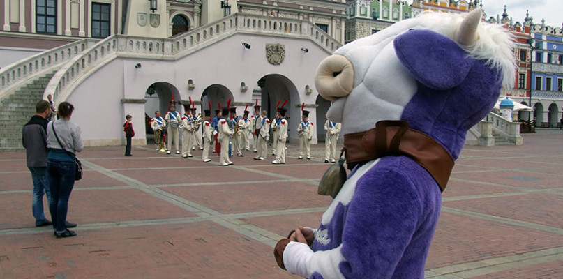 Fioletowa krowa w Zamościu