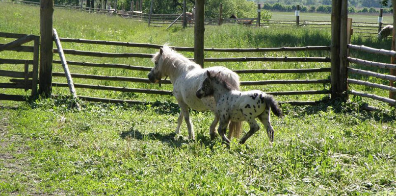 Łabuńki Pierwsze: Mini ZOO prosi o pomoc