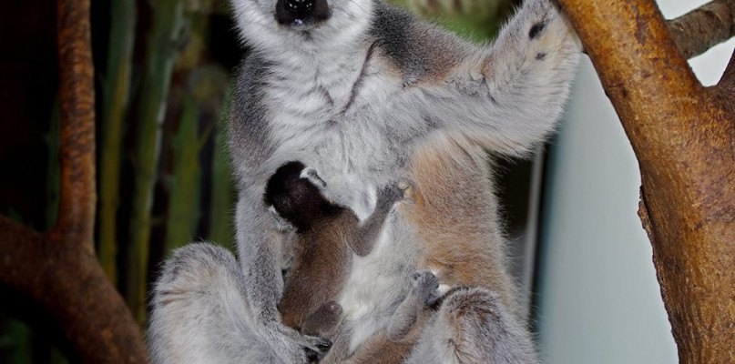Fot. ZOO Zamość