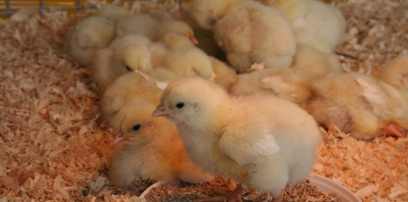 XXXIII Wystawa Zwierząt Hodowlanych, Maszyn i Urządzeń Rolniczych w Sitnie [ZDJĘCI