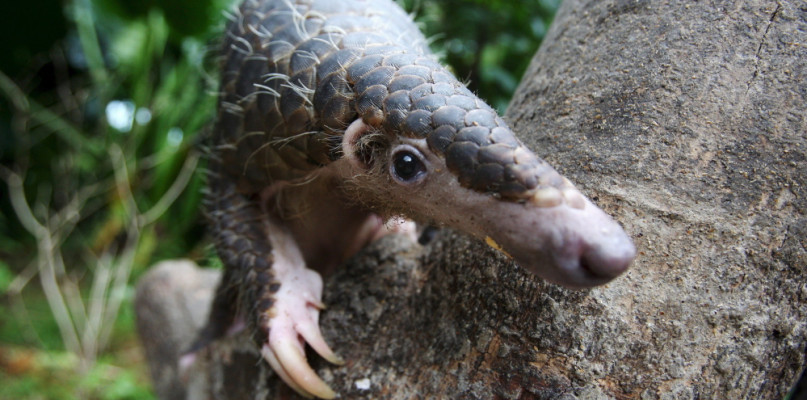 Pangolin nie boi się koronawirusa
