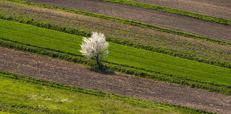 fot. Janusz Kapecki