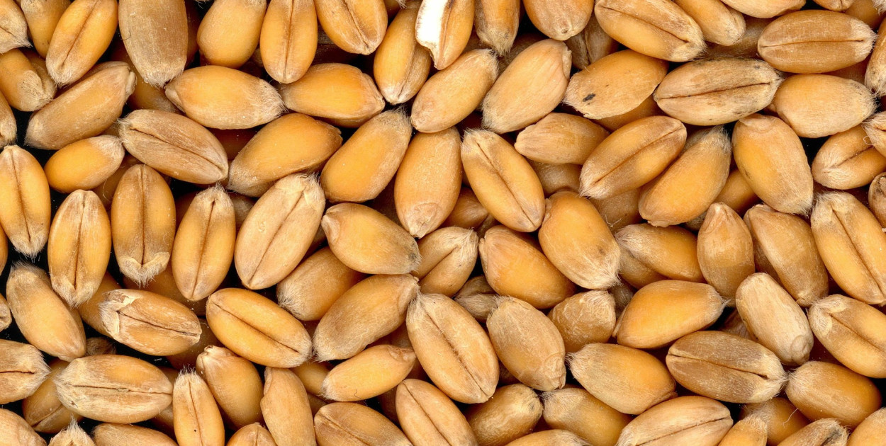 Lubelskie/ 30-latek podejrzany o oszustwa przy skupie zboża o wartości ponad 100 t