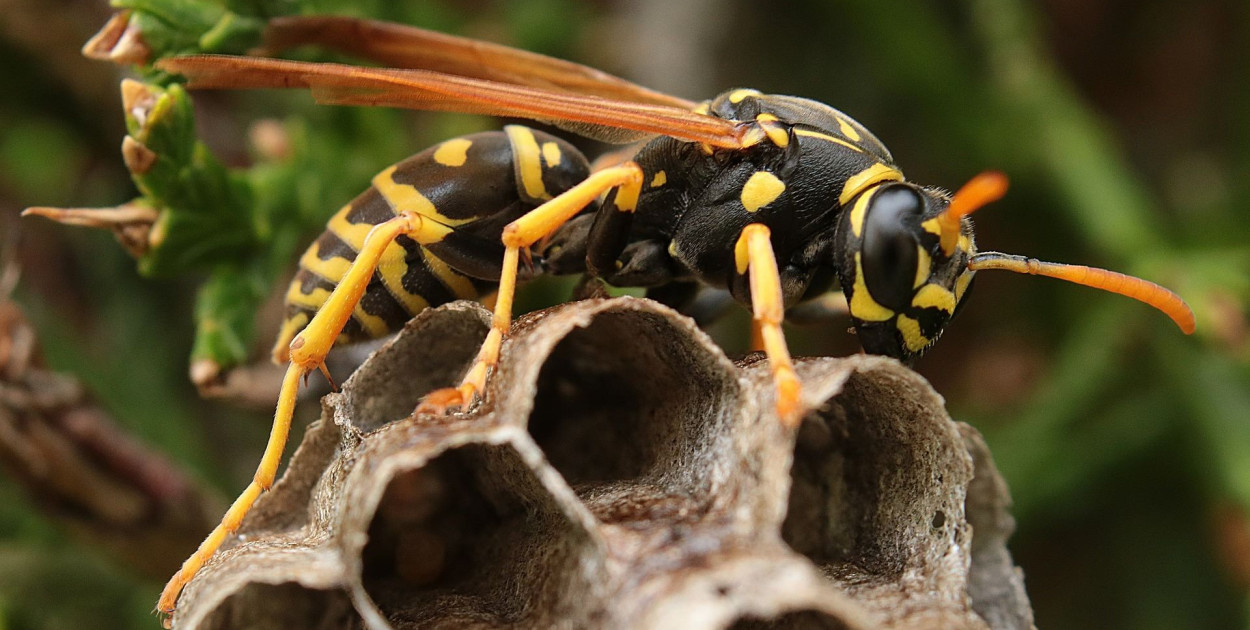 Jak pozbyć się os z ogrodu