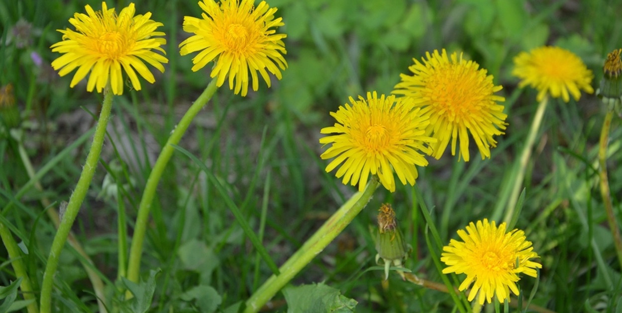 Mniszek lekarski – cud natury czy pospolity chwast?
