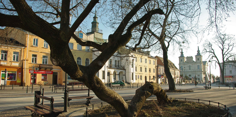 Klęczące drzewo w Krasnymstawie. Fot. Tomasz Chuszcza/Archiwum Klubu Gaja
