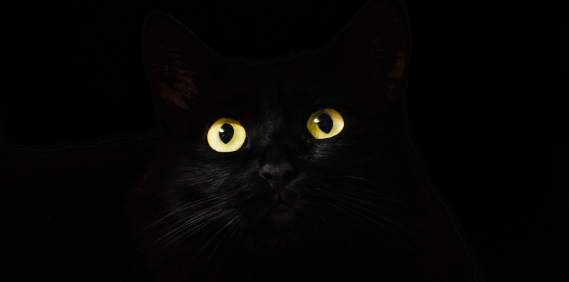 fot. pixabay.com