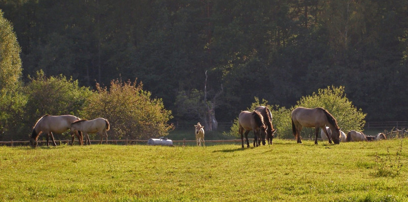 Konie Tarpany - roztocze Roztoczański Park Narodowy, fot. pixabay.com