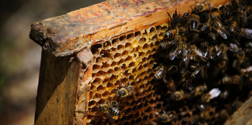 Pszczoły z pasieki Amest Otwock