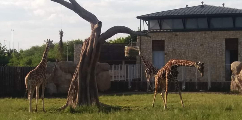Fot. Zoo Zamość, jeszcze w komplecie: Lengai, Ngombe i Mugambi