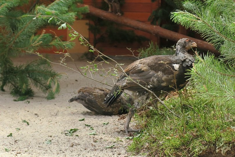 Młode głuszce trafiły do lasów