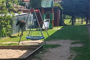 Łoś w centrum miasta? Zobacz niespodziewanego gościa przedszkola w Zamościu!-363738