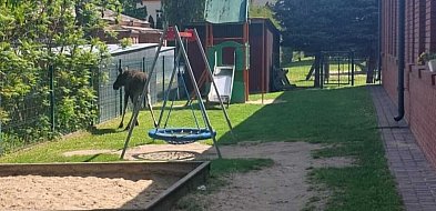 Łoś w centrum miasta? Zobacz niespodziewanego gościa przedszkola w Zamościu!-363738