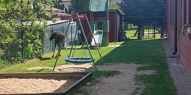 Łoś w centrum miasta? Zobacz niespodziewanego gościa przedszkola w Zamościu!-363738
