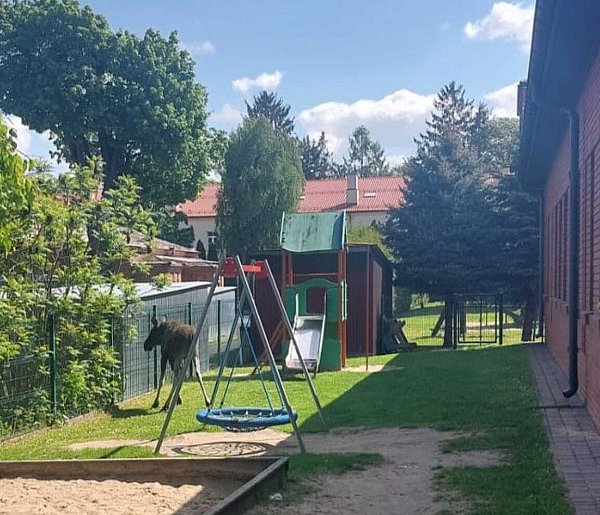 Łoś w centrum miasta? Zobacz niespodziewanego gościa przedszkola w Zamościu!-363738
