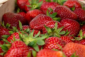 Polska drugim producentem truskawek w Unii Europejskiej-364593